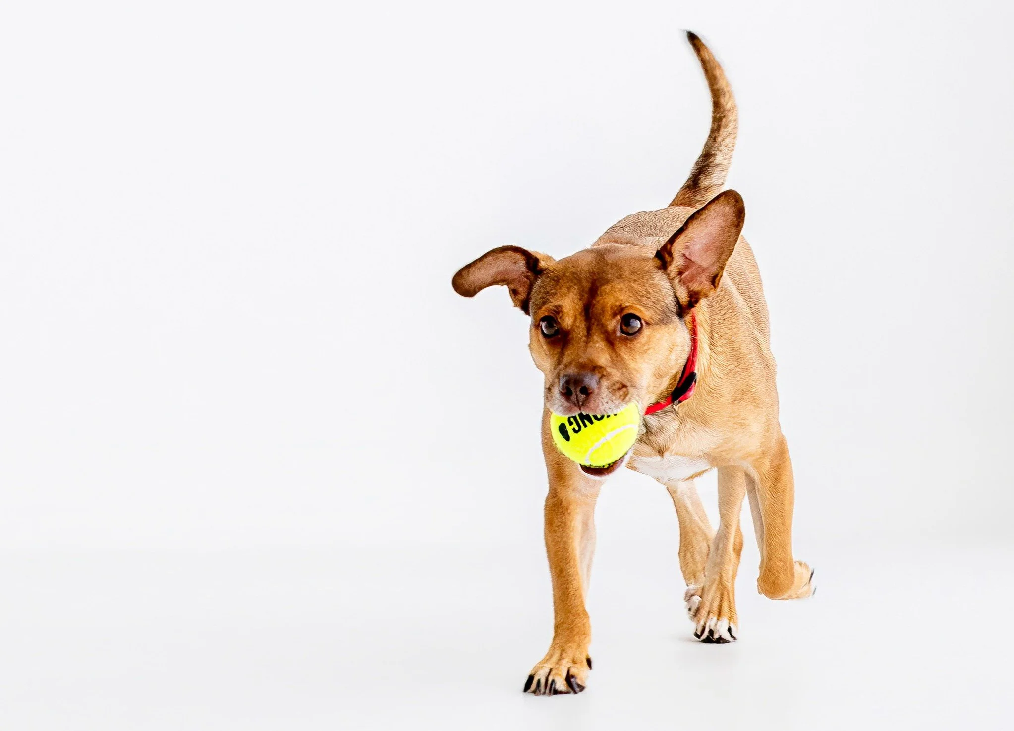Meet A Real Safety Dog – Nova 6 Toes