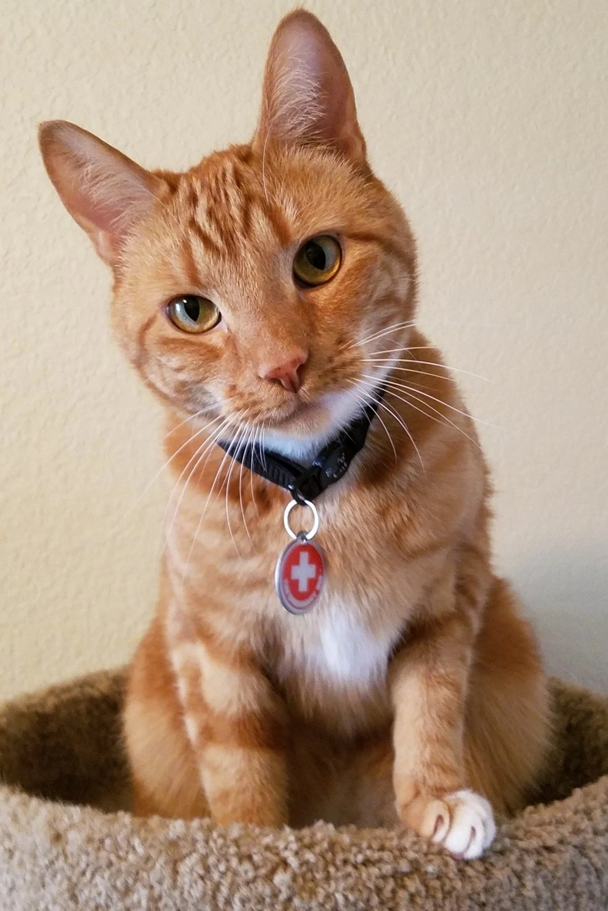 Pet Safety Cat Casey