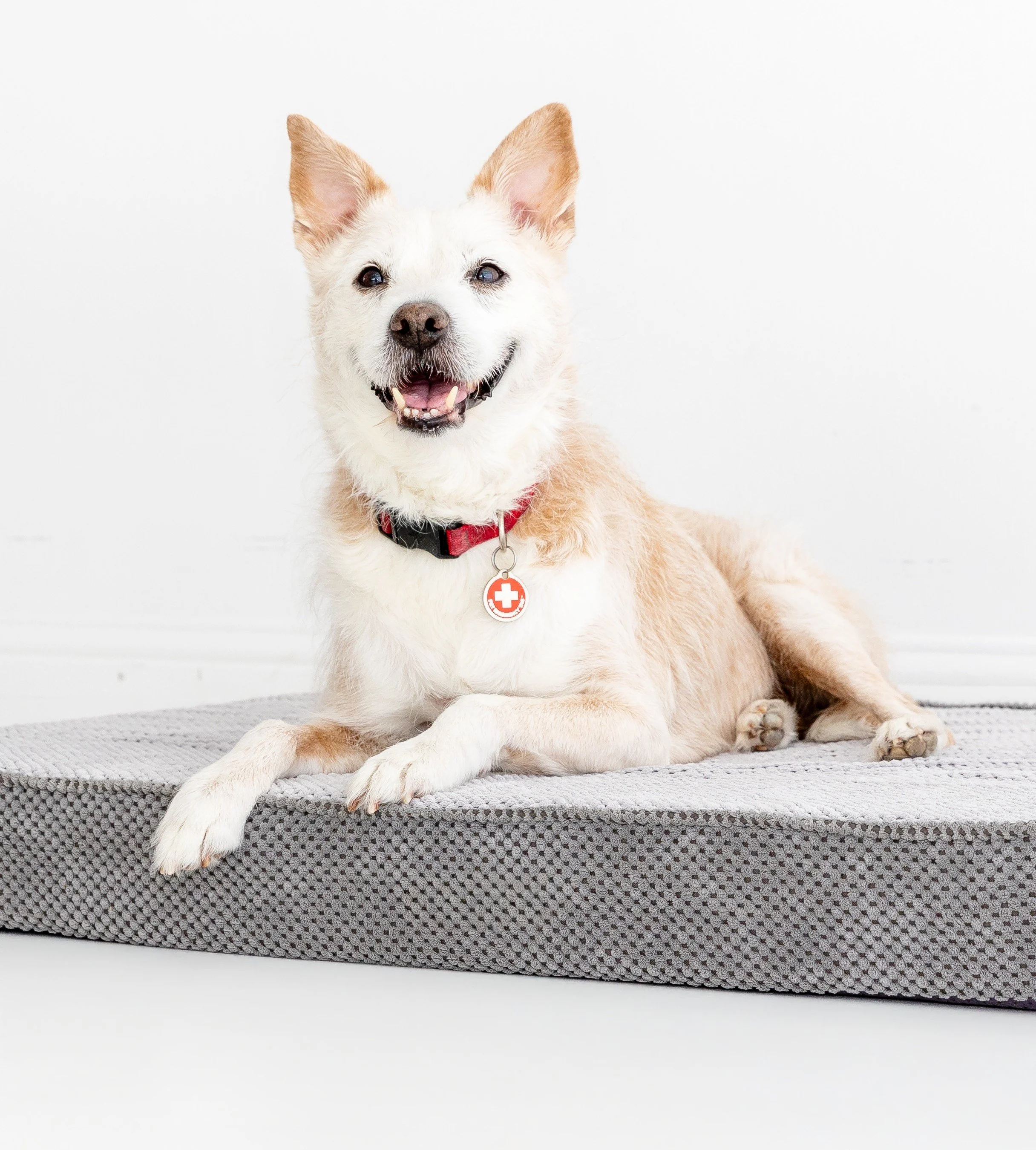 Pet Safety Dog Kona