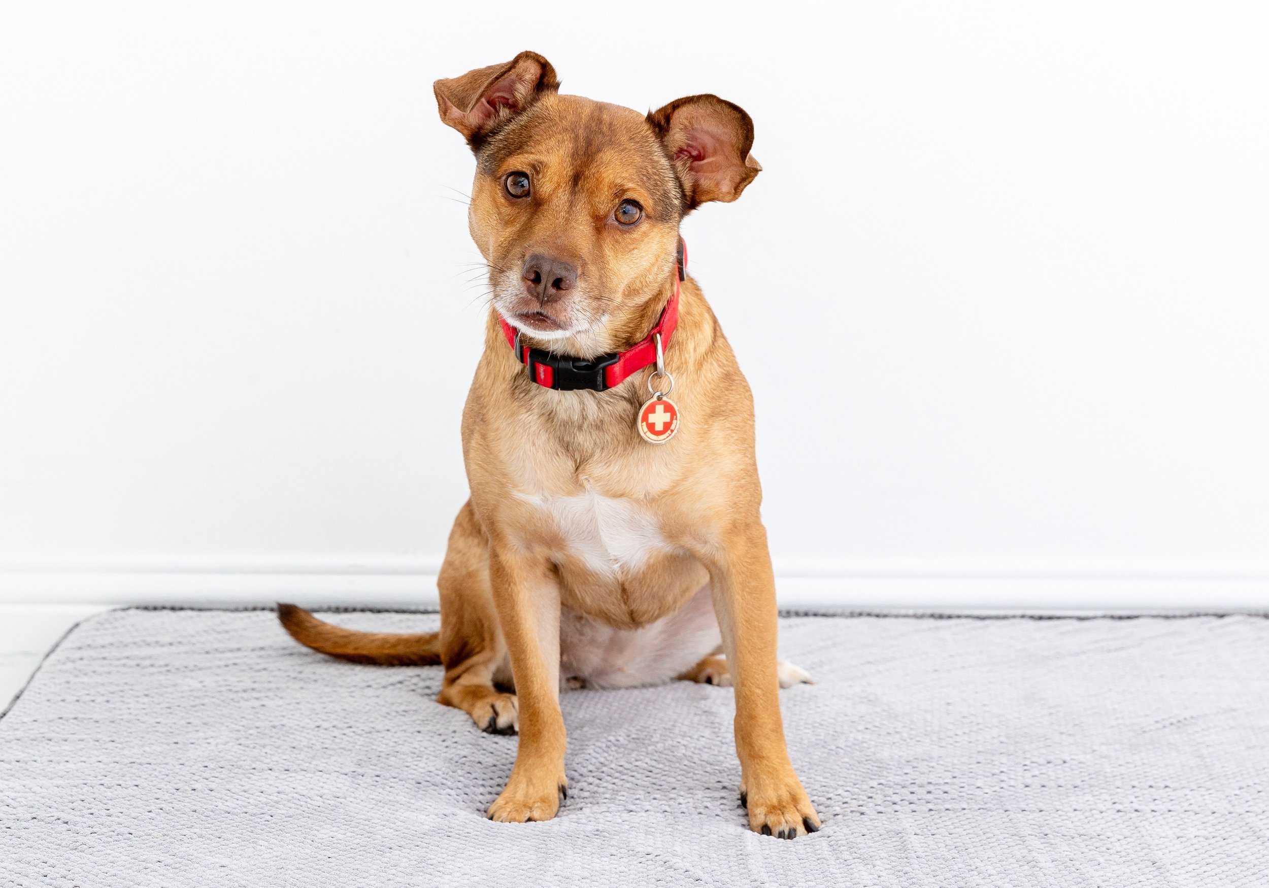 Pet Safety Dog Nova