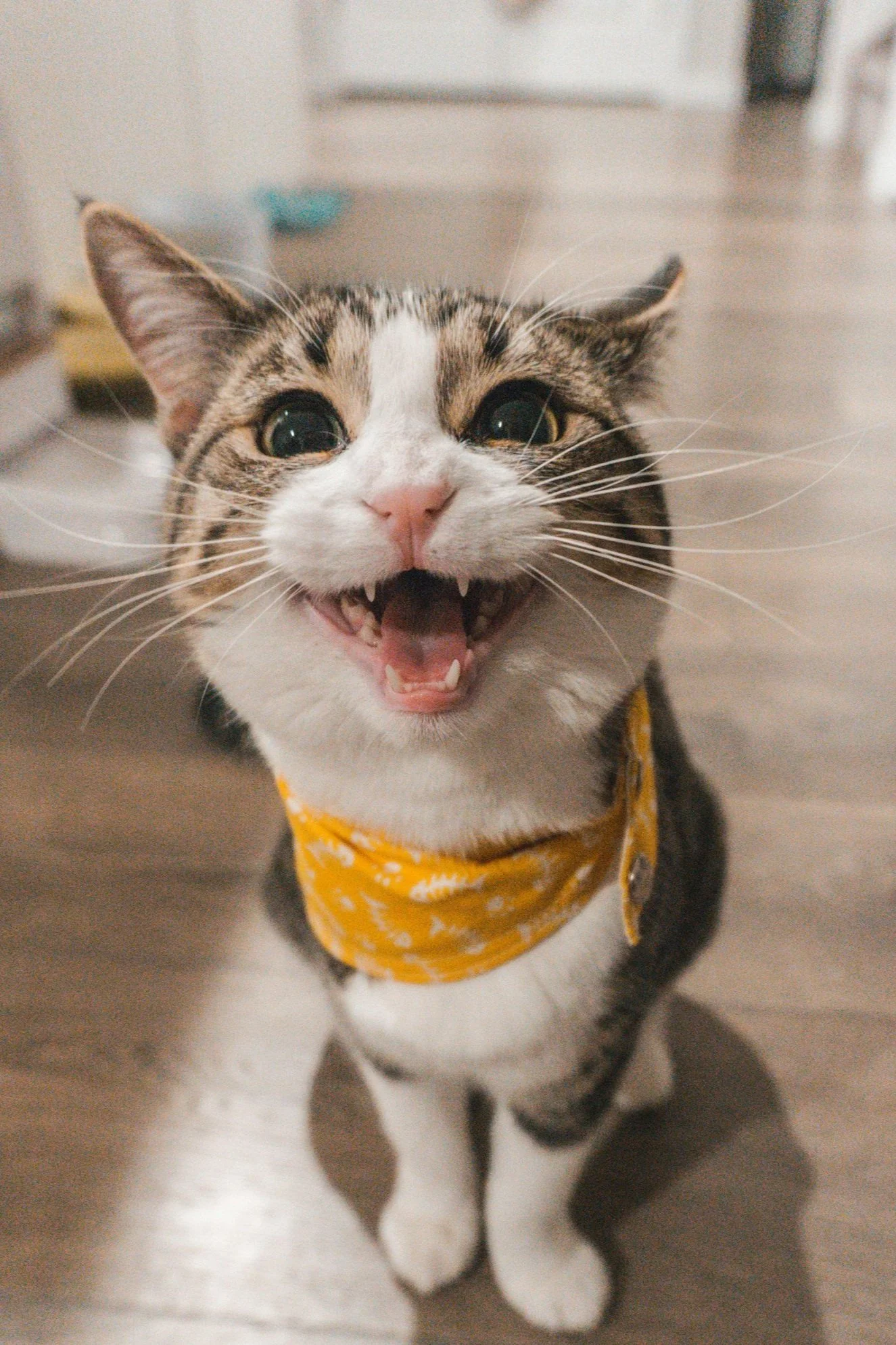 a talkative cat with a yellow bandana around its neck