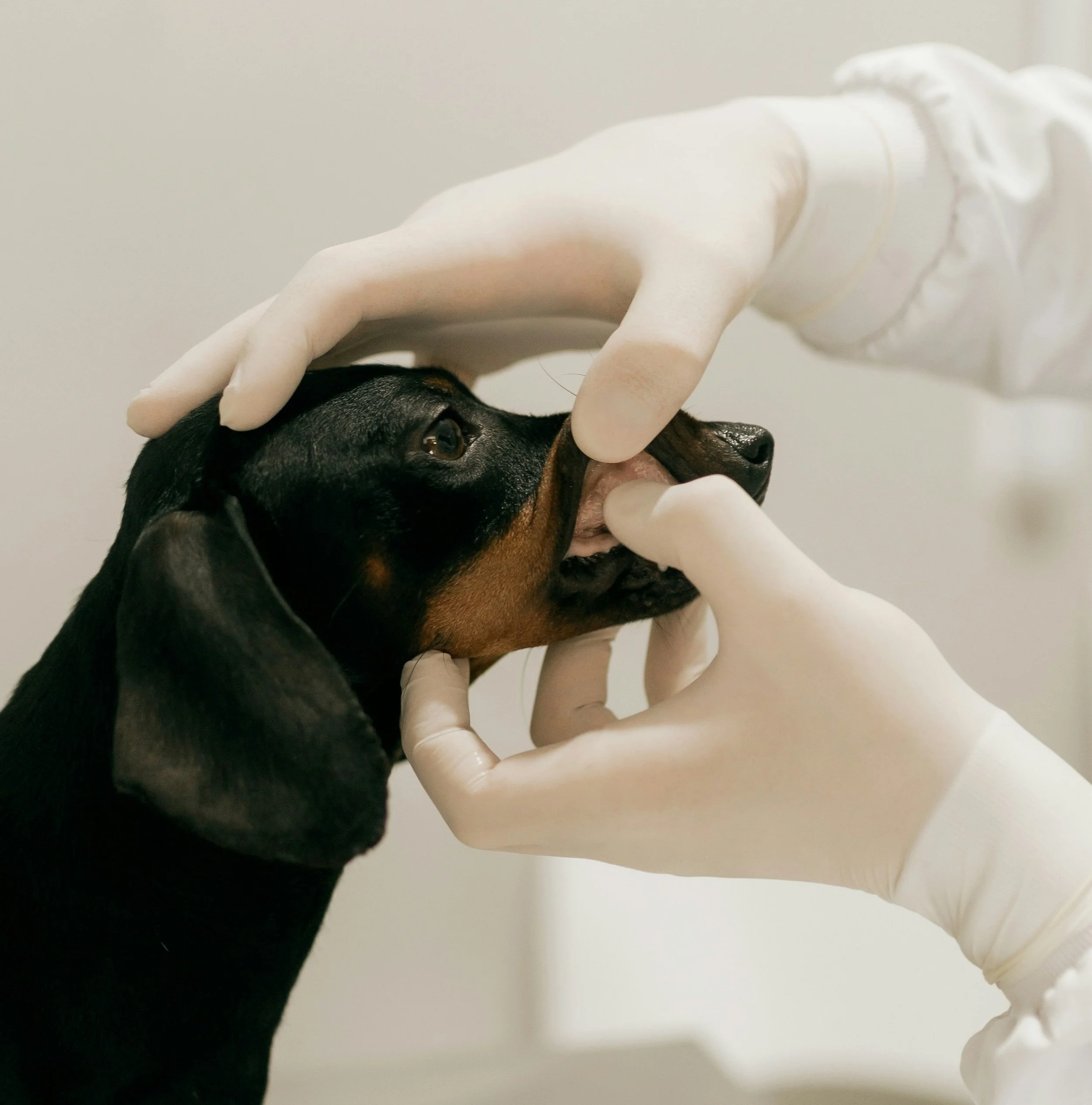 A pet professional checks the gum color on a dachshund