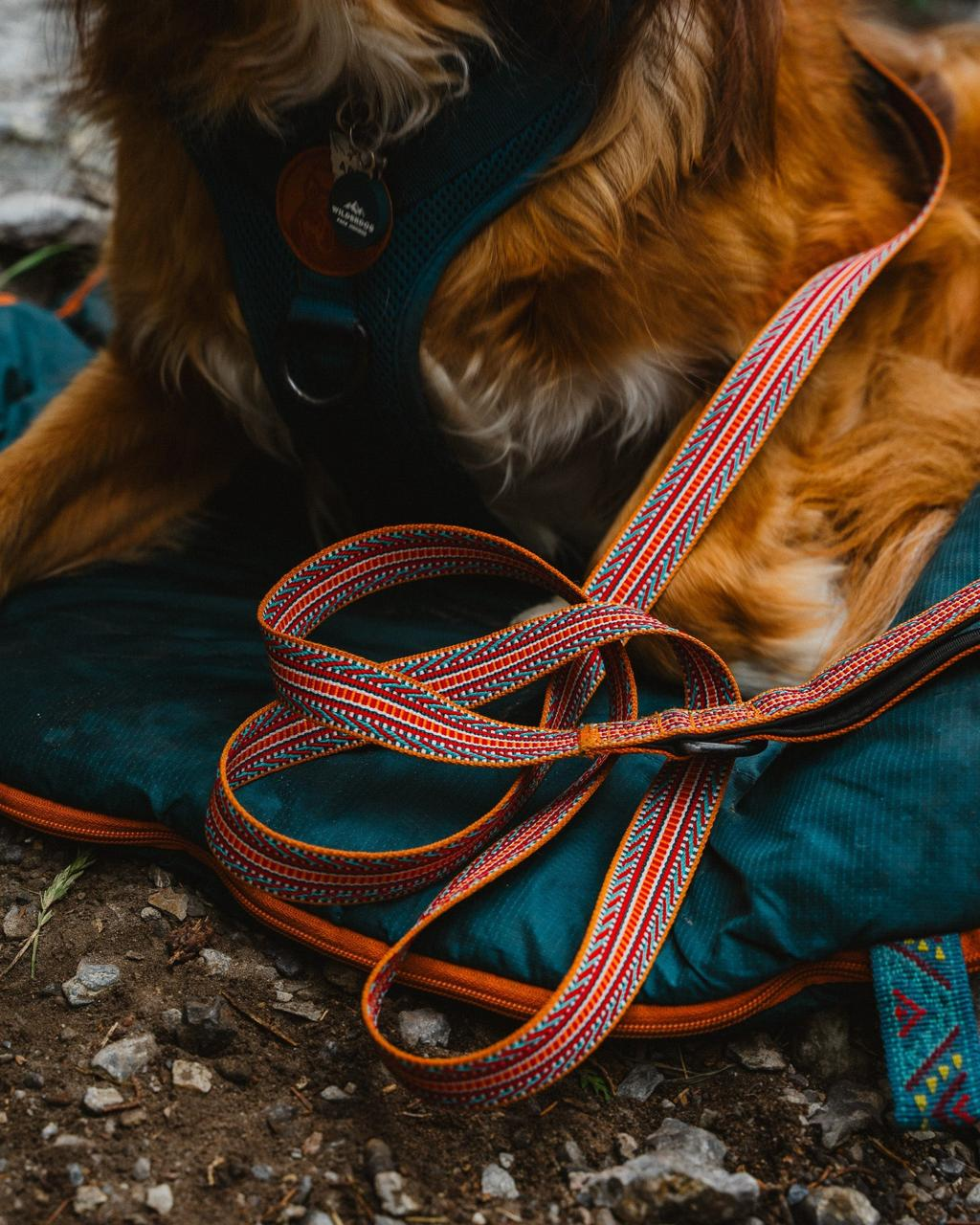have a spare leash for handling an injured pet