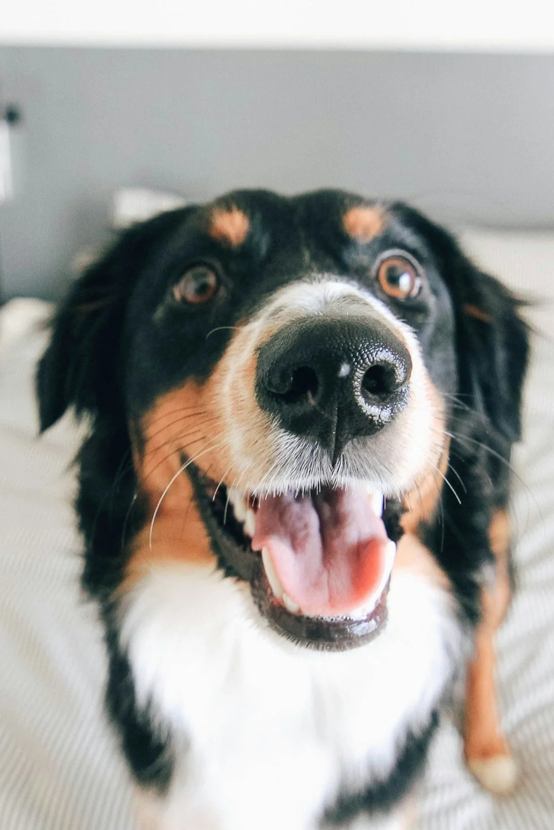 medium-sized multicolored dog with smile on his face