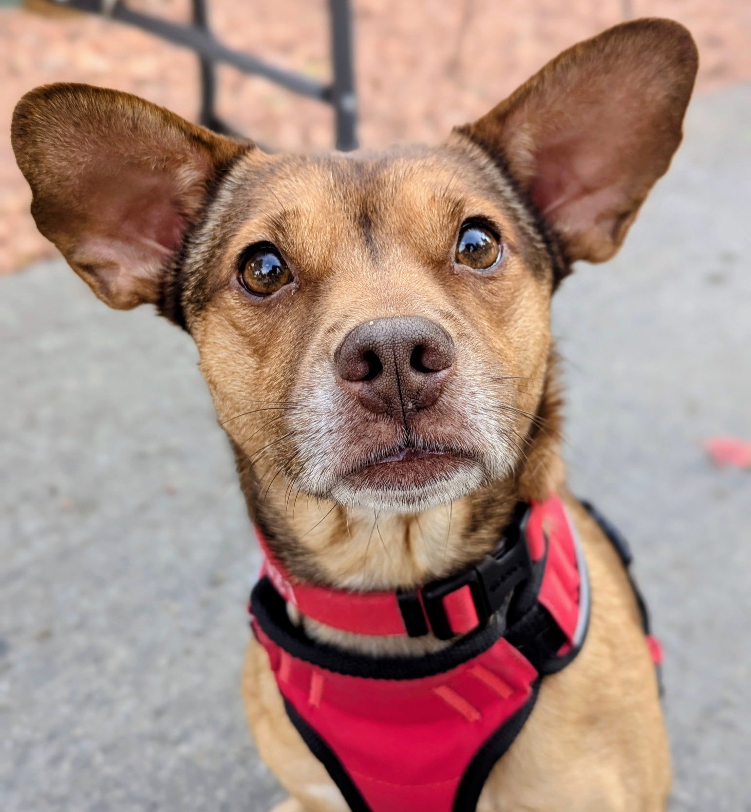 Pet Safety Dog Kona