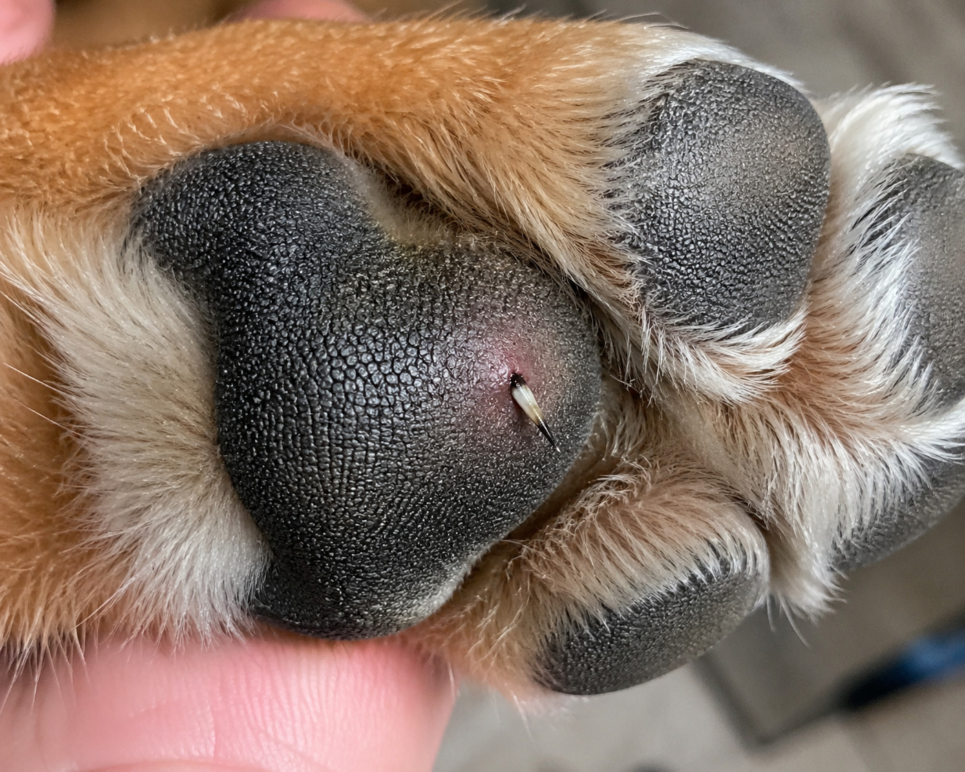 closeup of a dog paw pad with a stinger in it