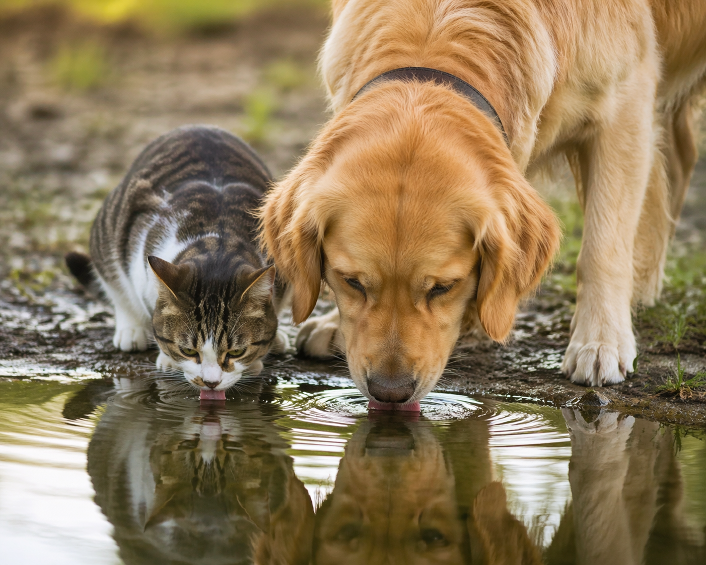 cat and dog drinking out of pooled water