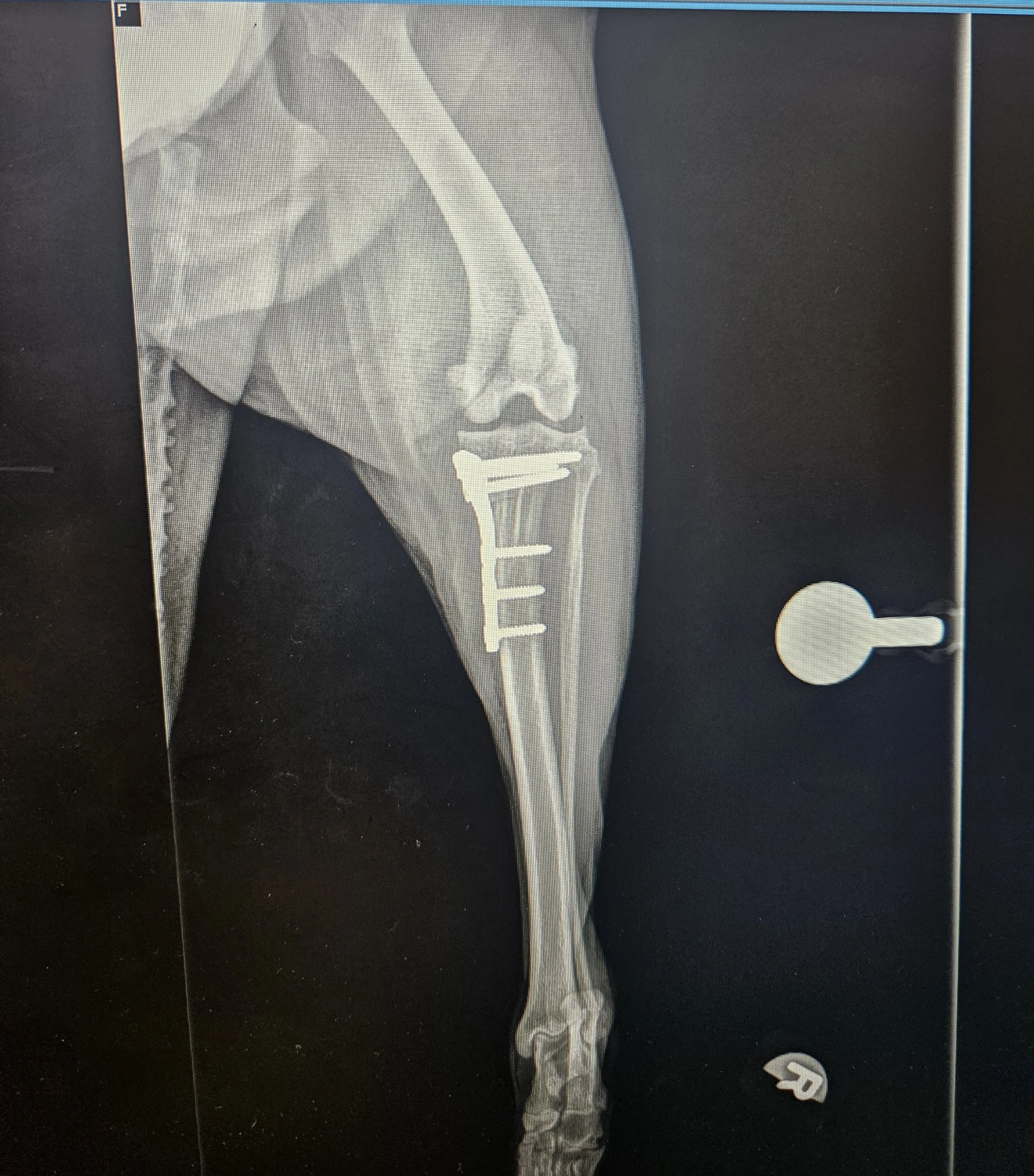 dog's xray of cruciate ligament