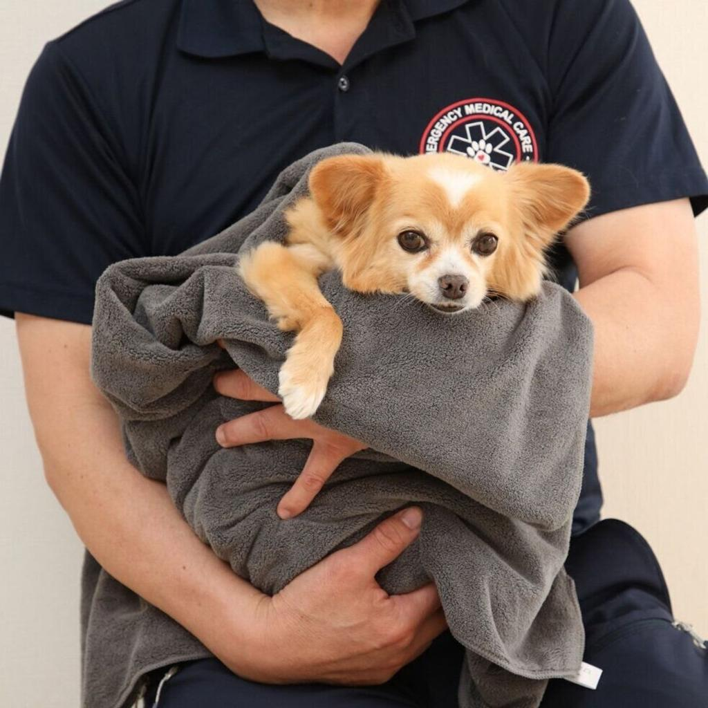 a towel for pet support and transport