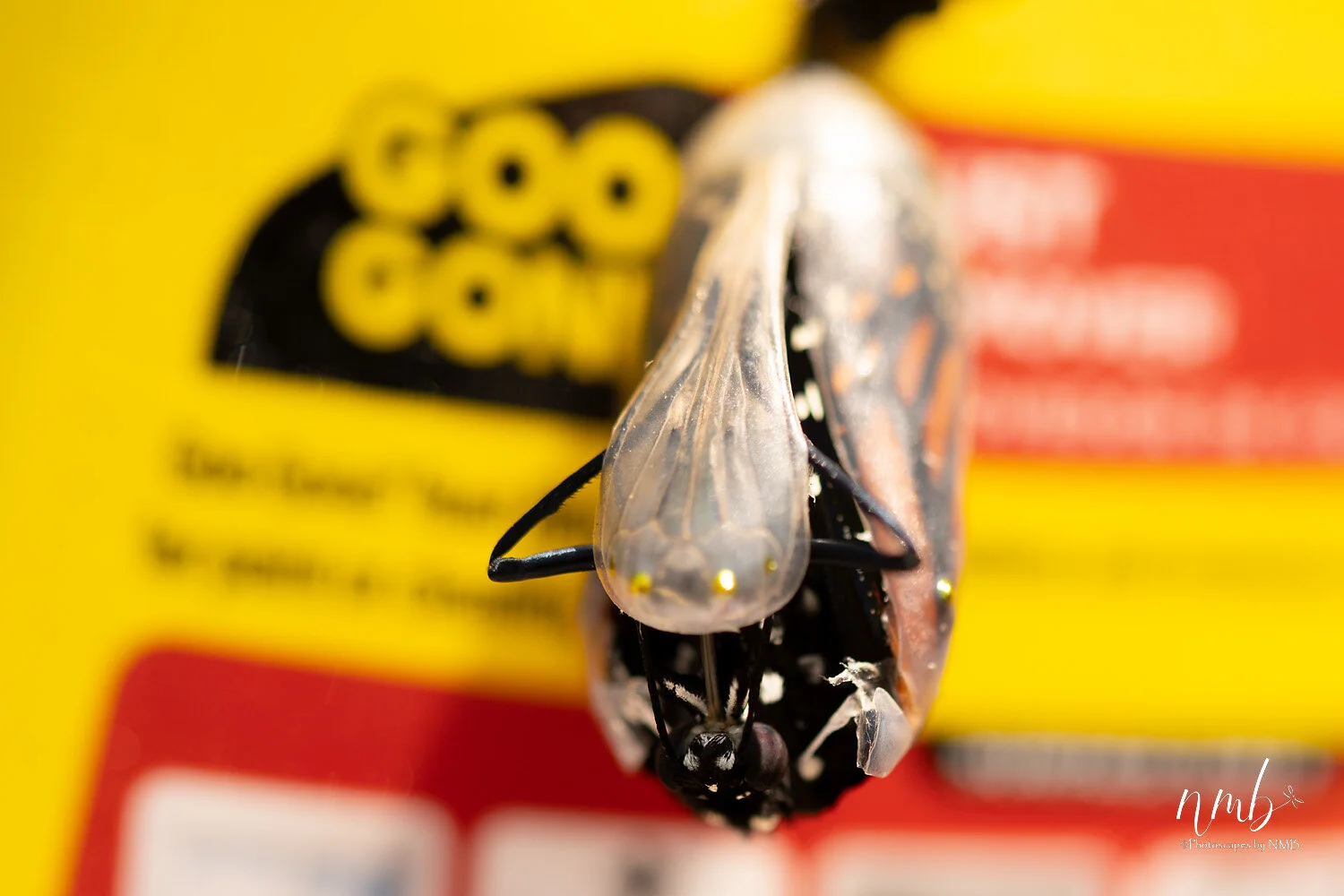 026birth of butterflies .jpg