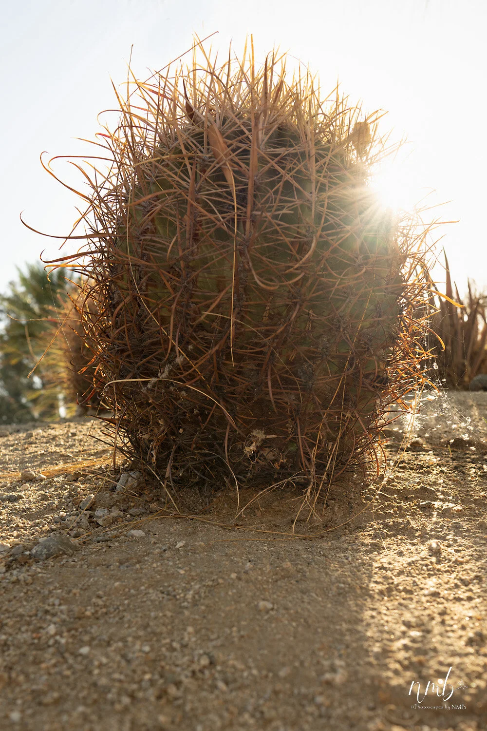 038borrago springs 080521 .jpg