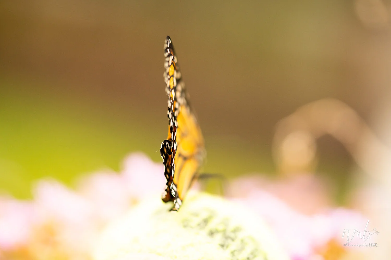 042birth of butterflies .jpg