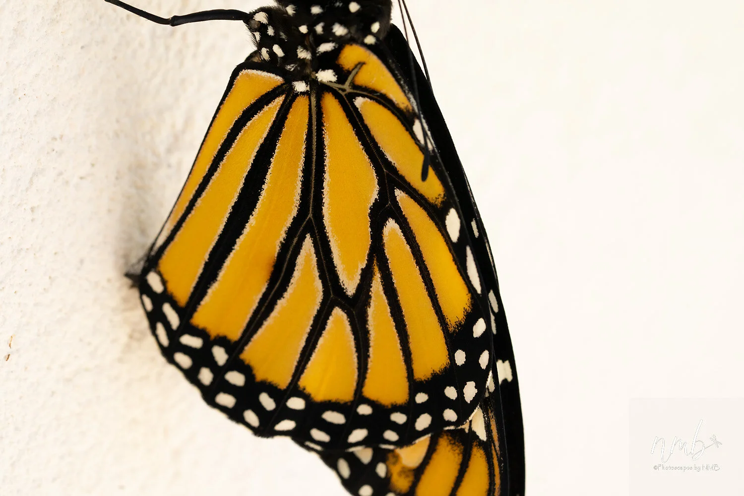 035birth of butterflies .jpg