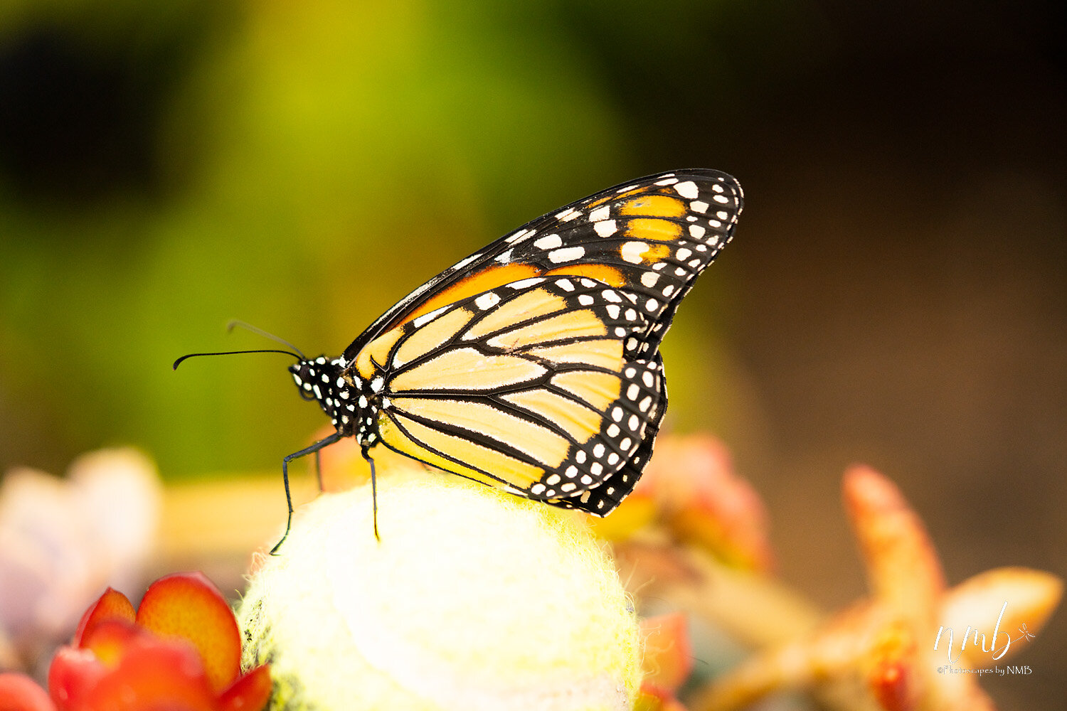 041birth of butterflies .jpg