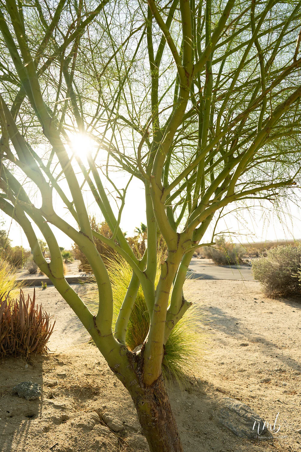 037borrago springs 080521 .jpg