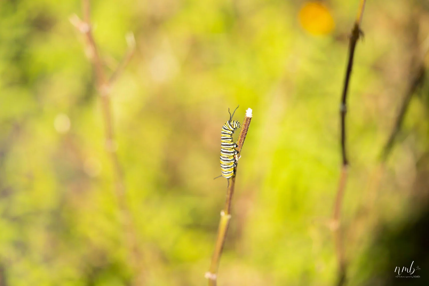 012from the garden web.jpg