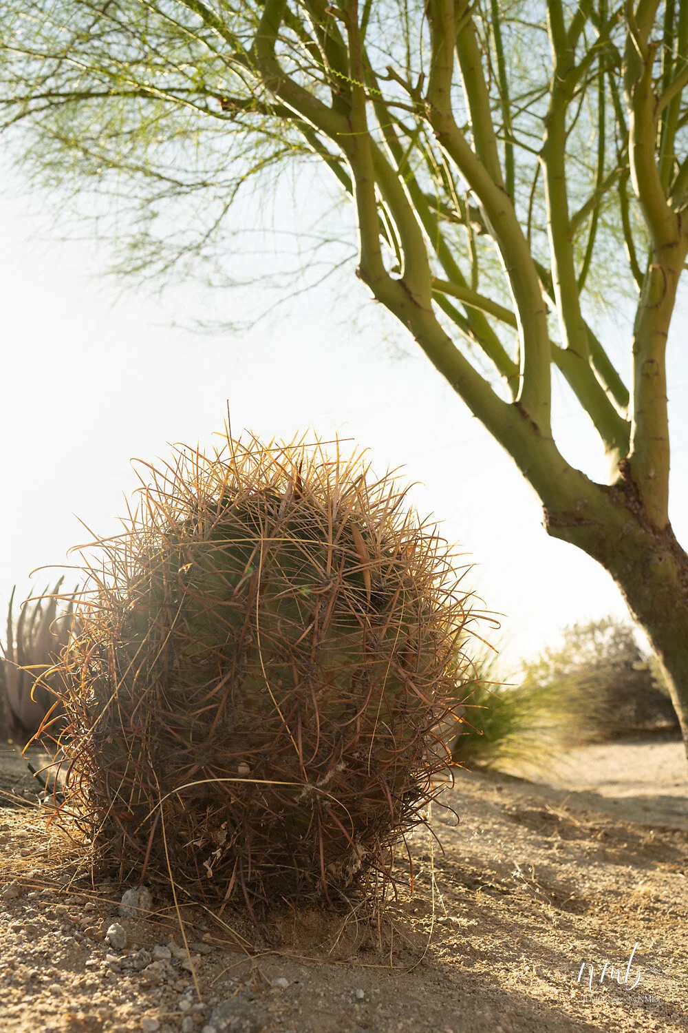 039borrago springs 080521 .jpg