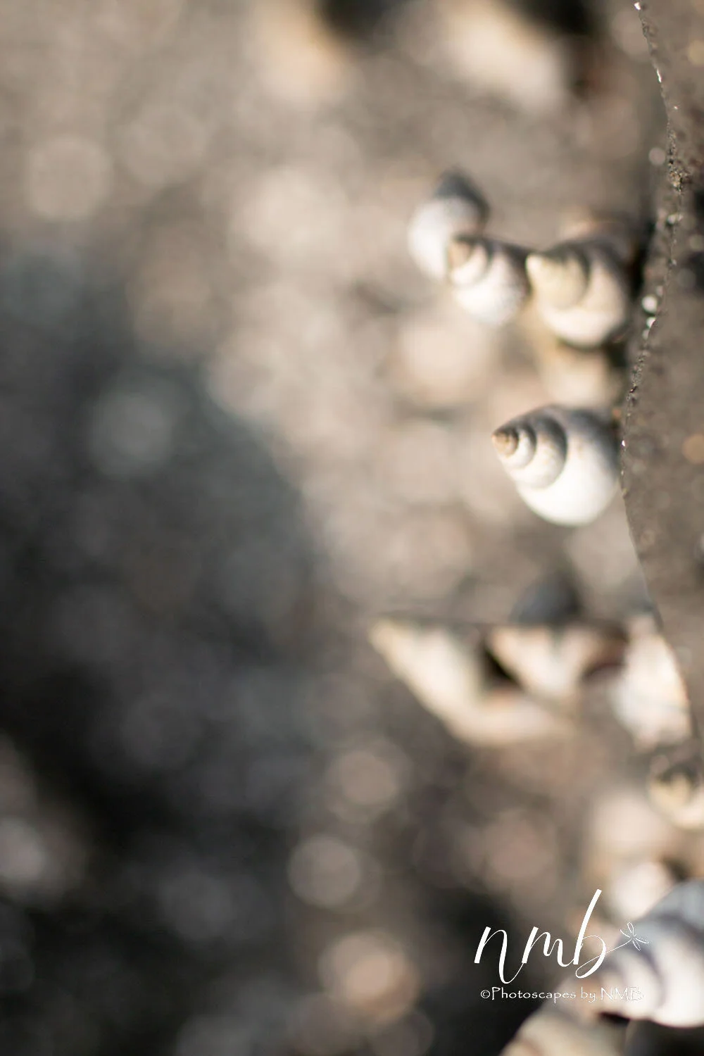 31web_Hawaii.jpg