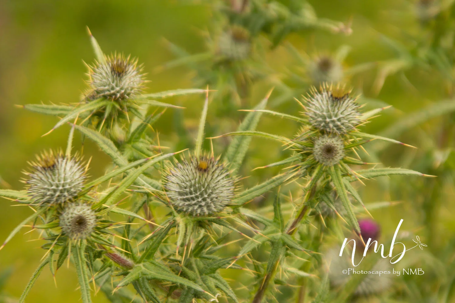 15web_Ireland.jpg