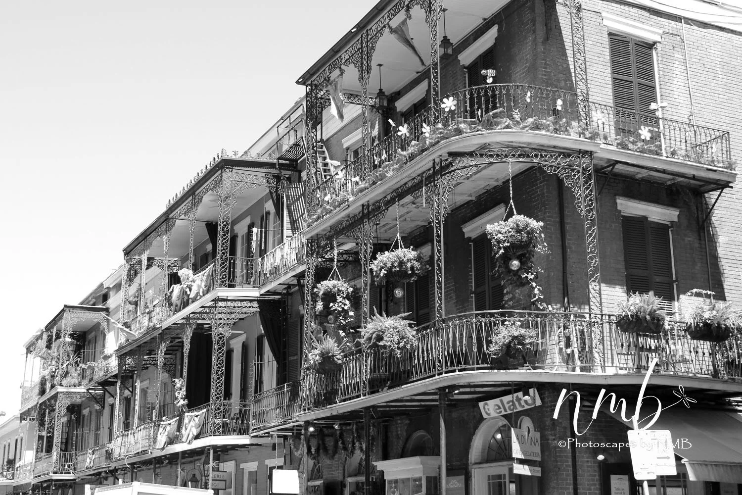 06web_nola reva.jpg