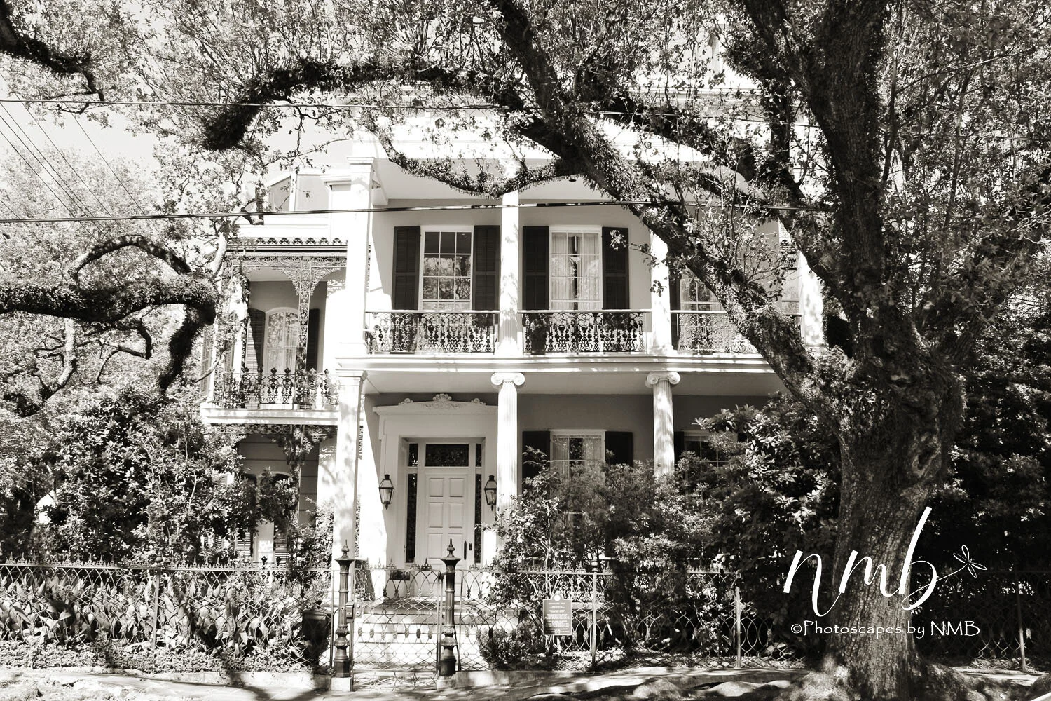 08web_nola reva.jpg