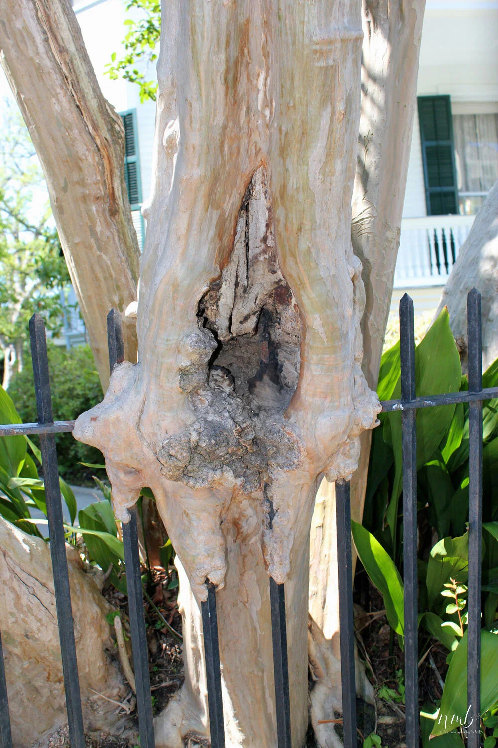 31web_nola reva.jpg