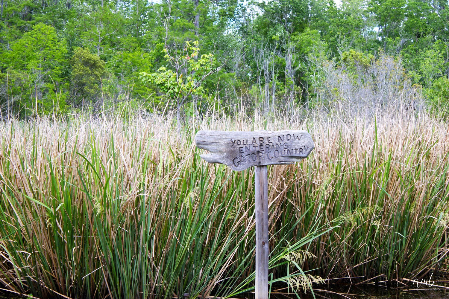 35web_nola reva.jpg