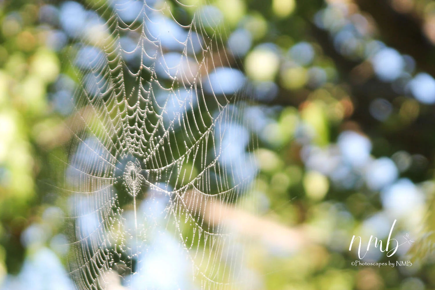 05web_texture.jpg