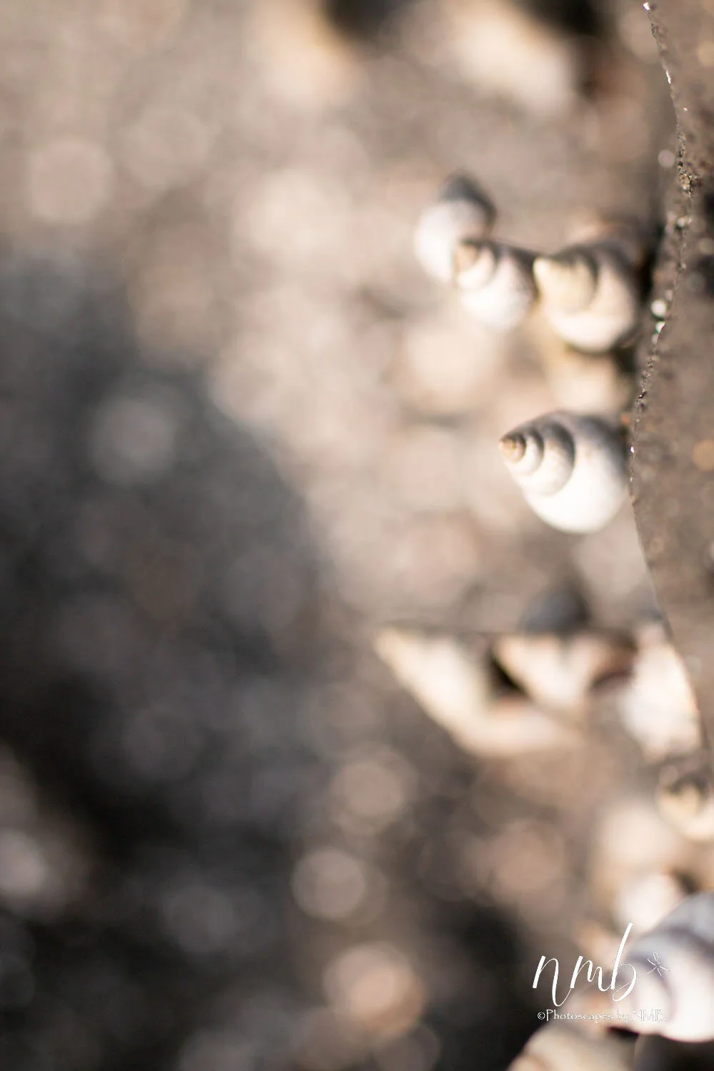 11web_texture.jpg