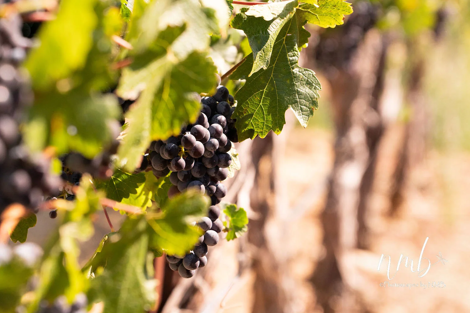 06web_vineyards.jpg
