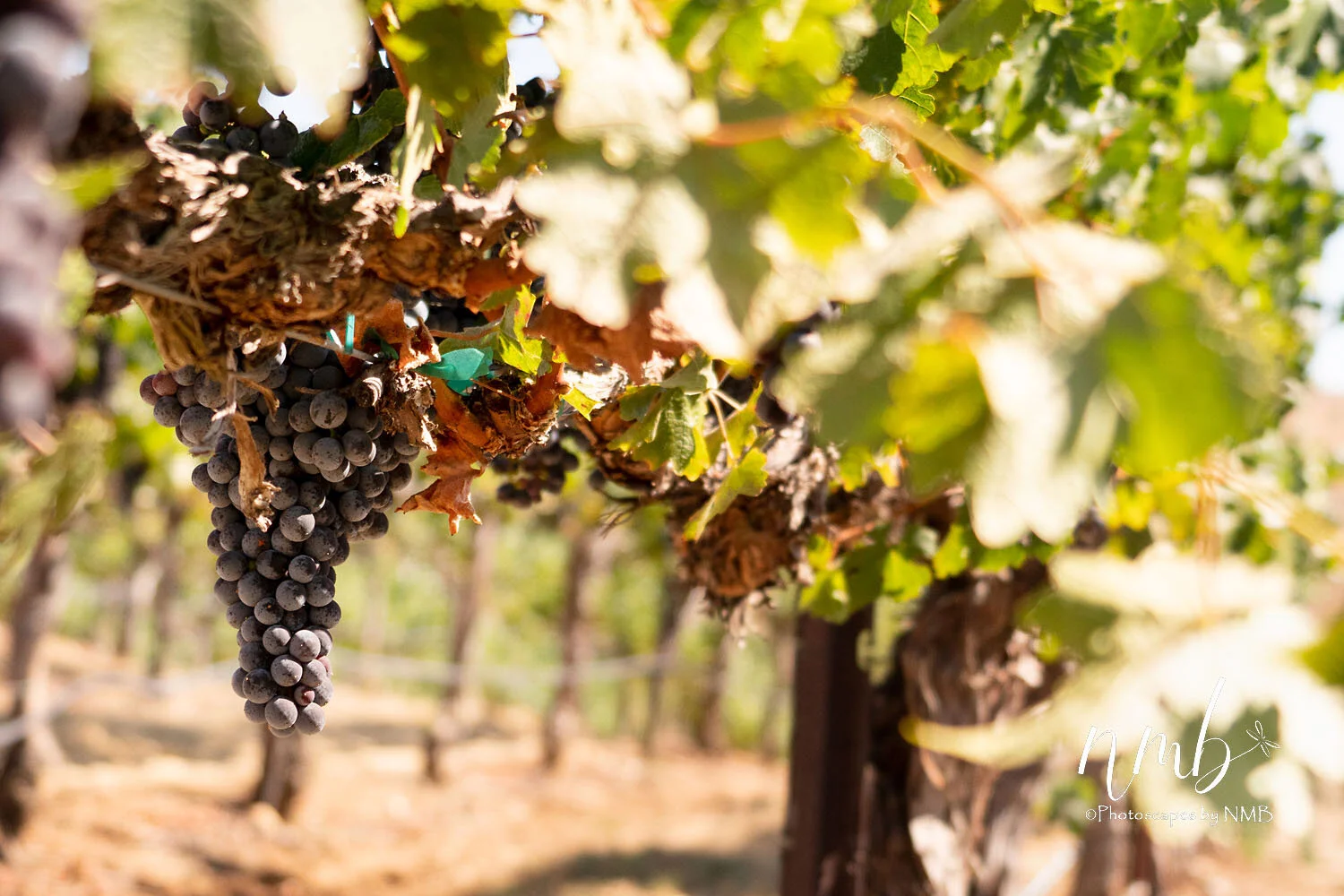 05web_vineyards.jpg