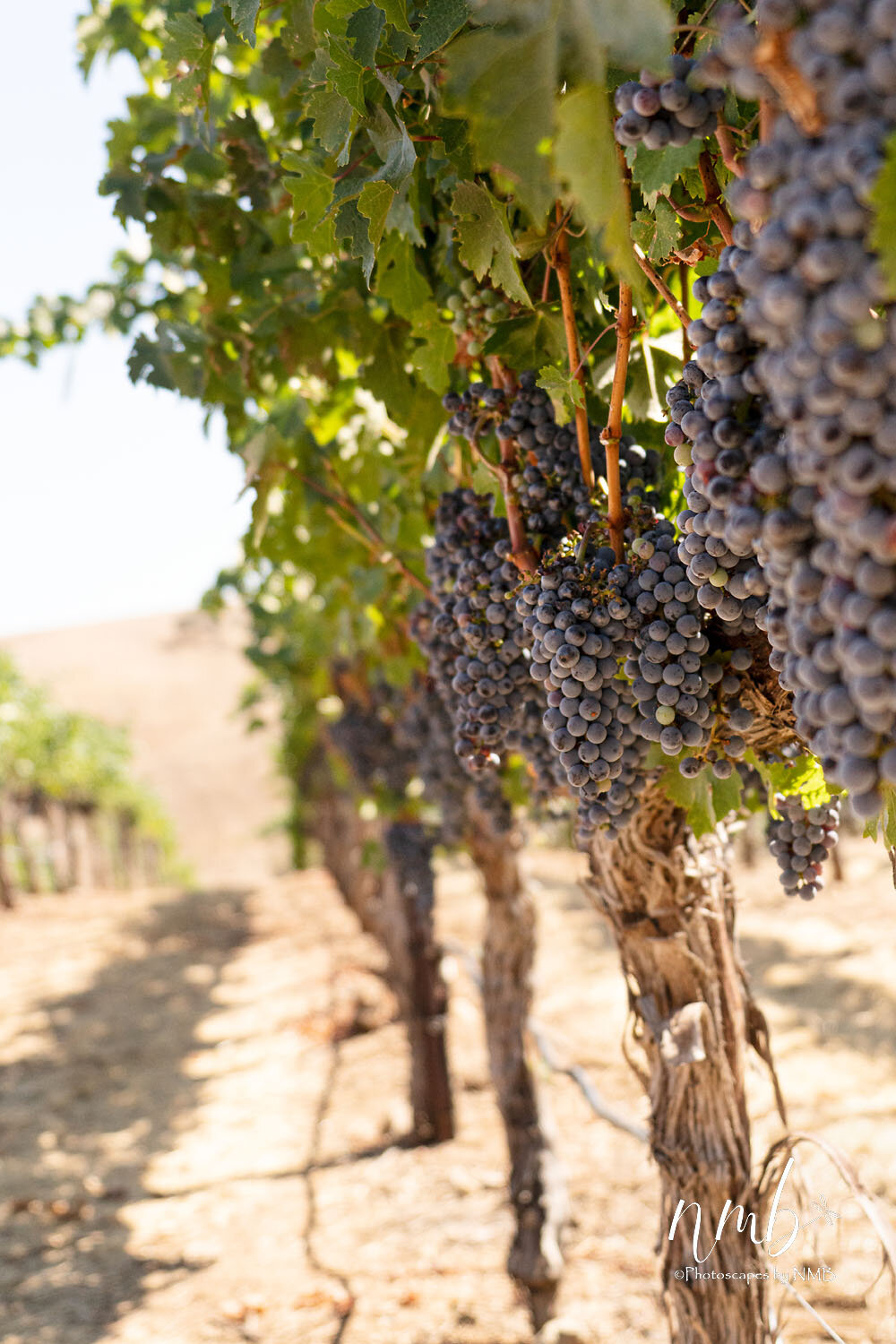02web_vineyards.jpg