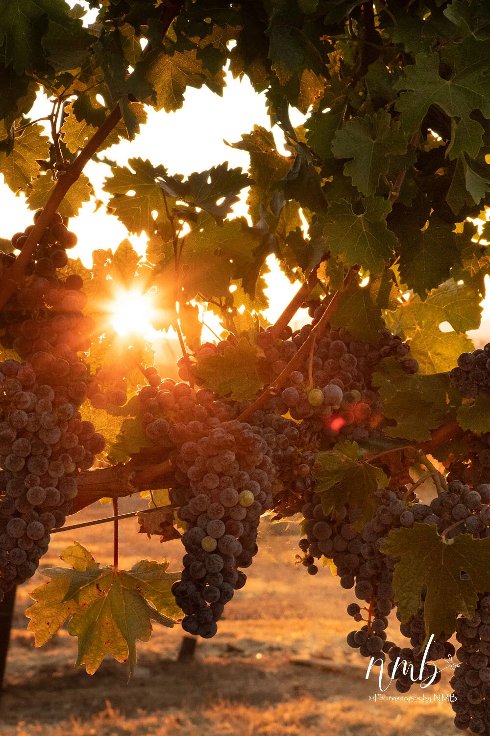 03web_vineyards.jpg