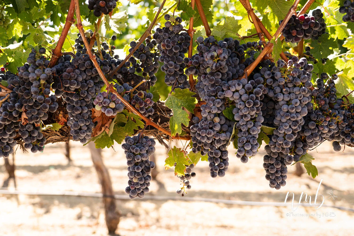 04web_vineyards.jpg