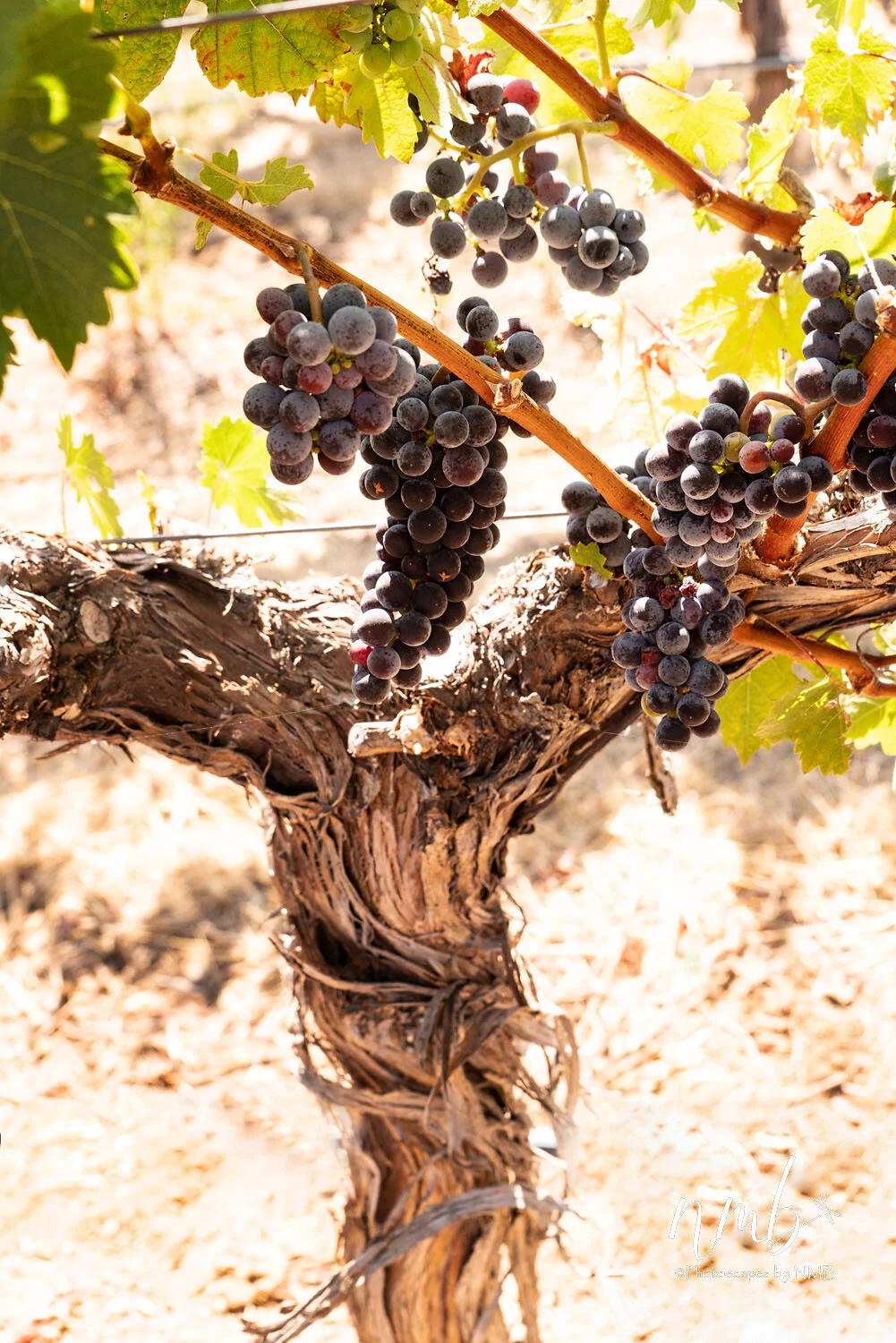 08web_vineyards.jpg