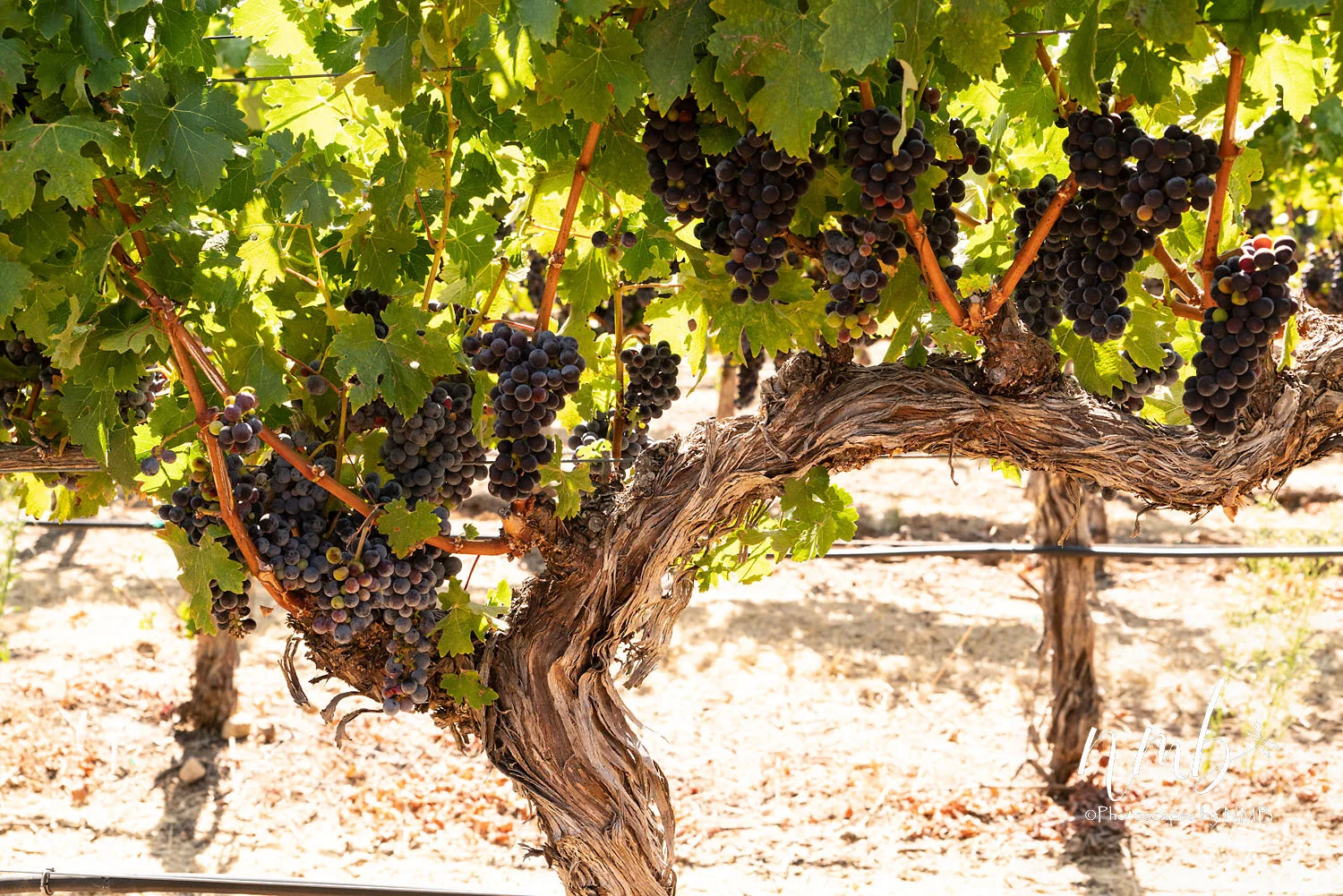 09web_vineyards.jpg