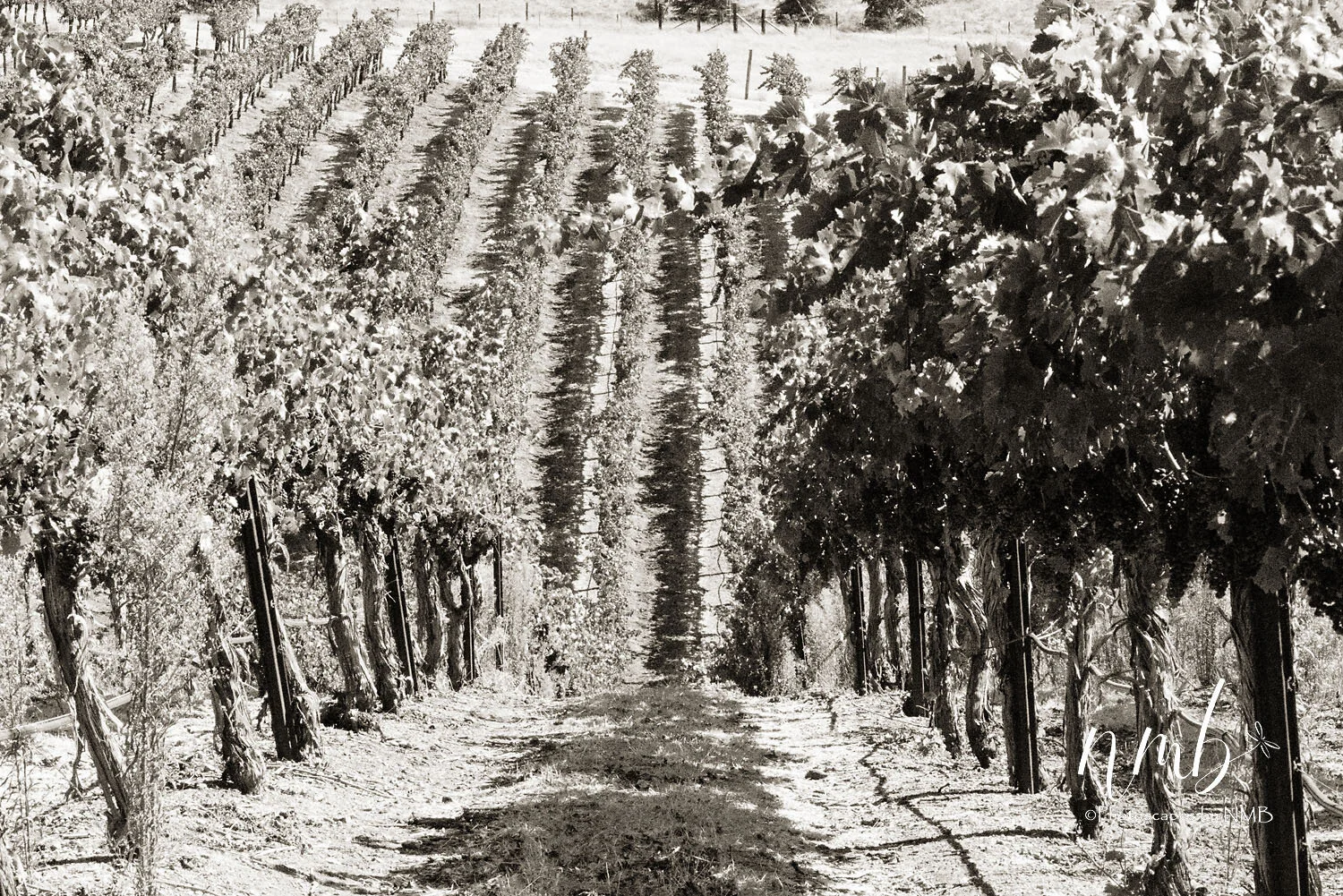 07web_vineyards.jpg
