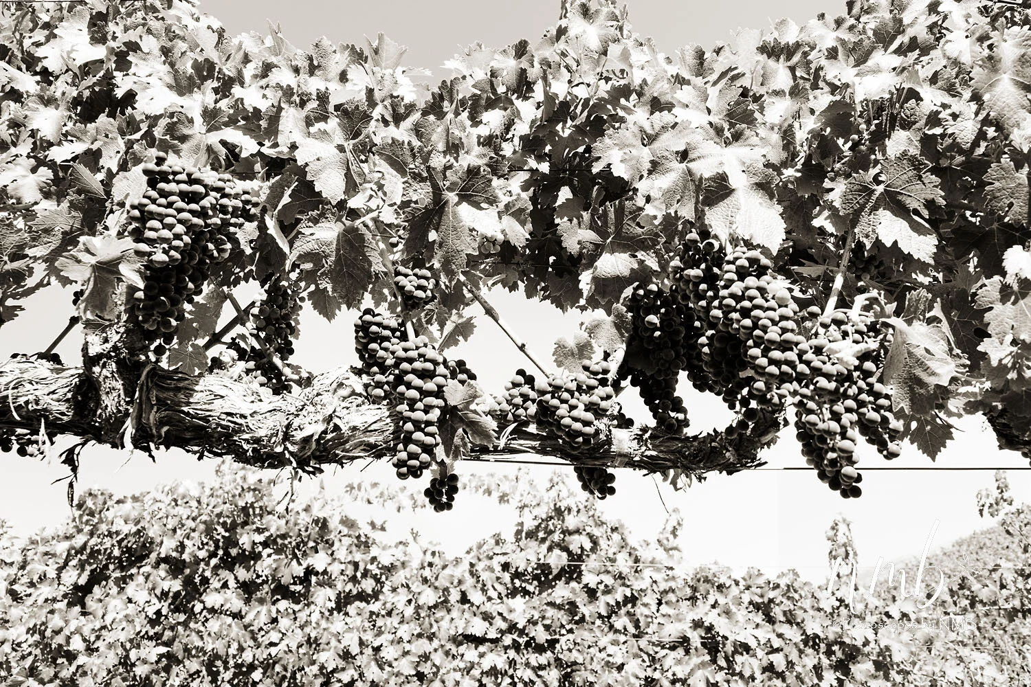11web_vineyards.jpg