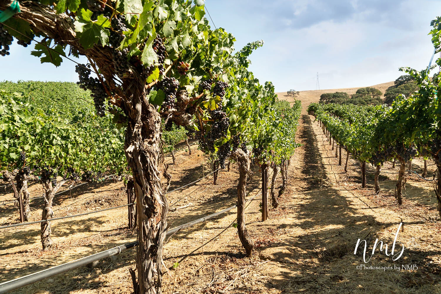 10web_vineyards.jpg