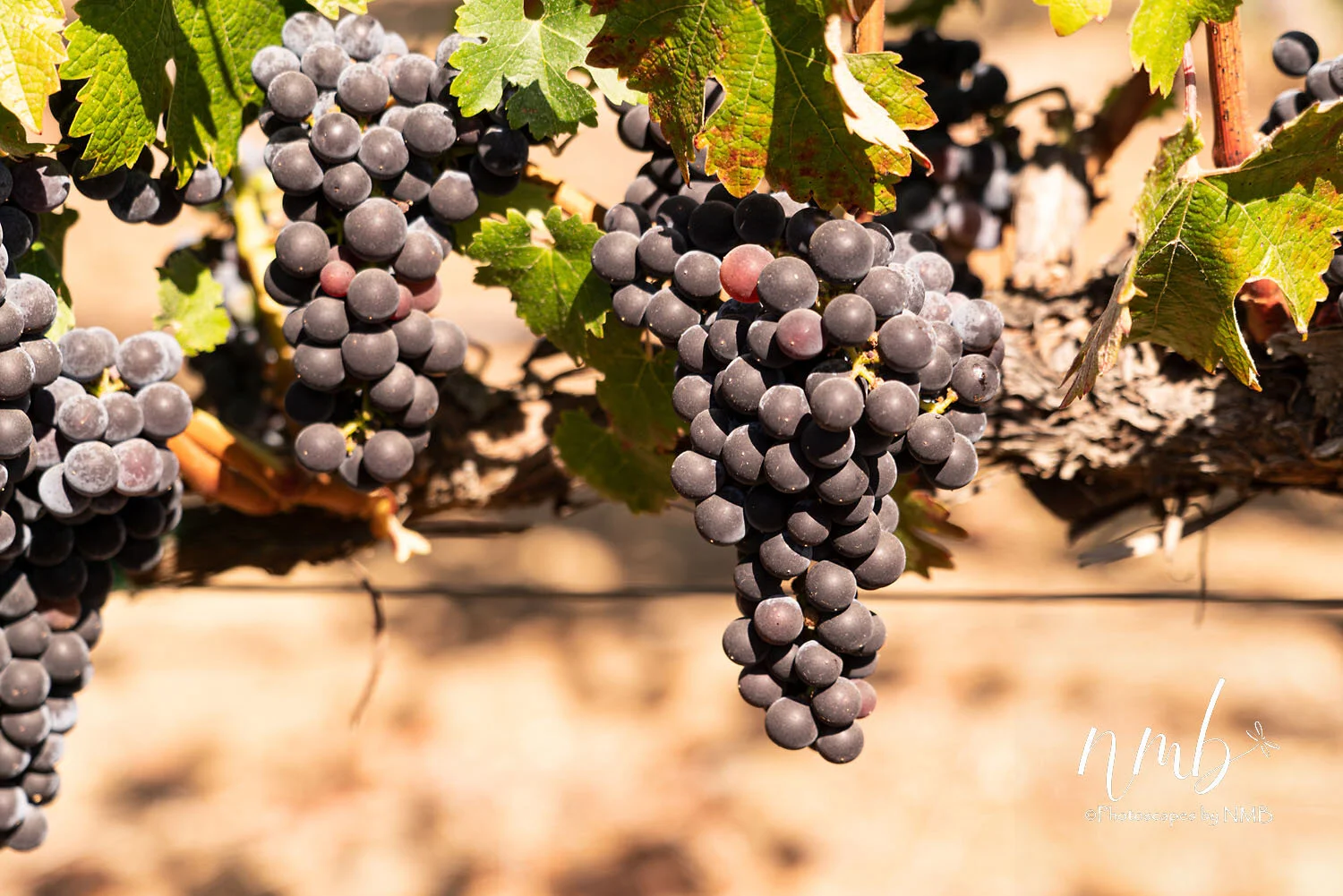 14web_vineyards.jpg
