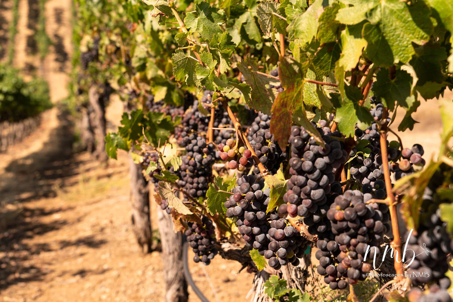 16web_vineyards.jpg