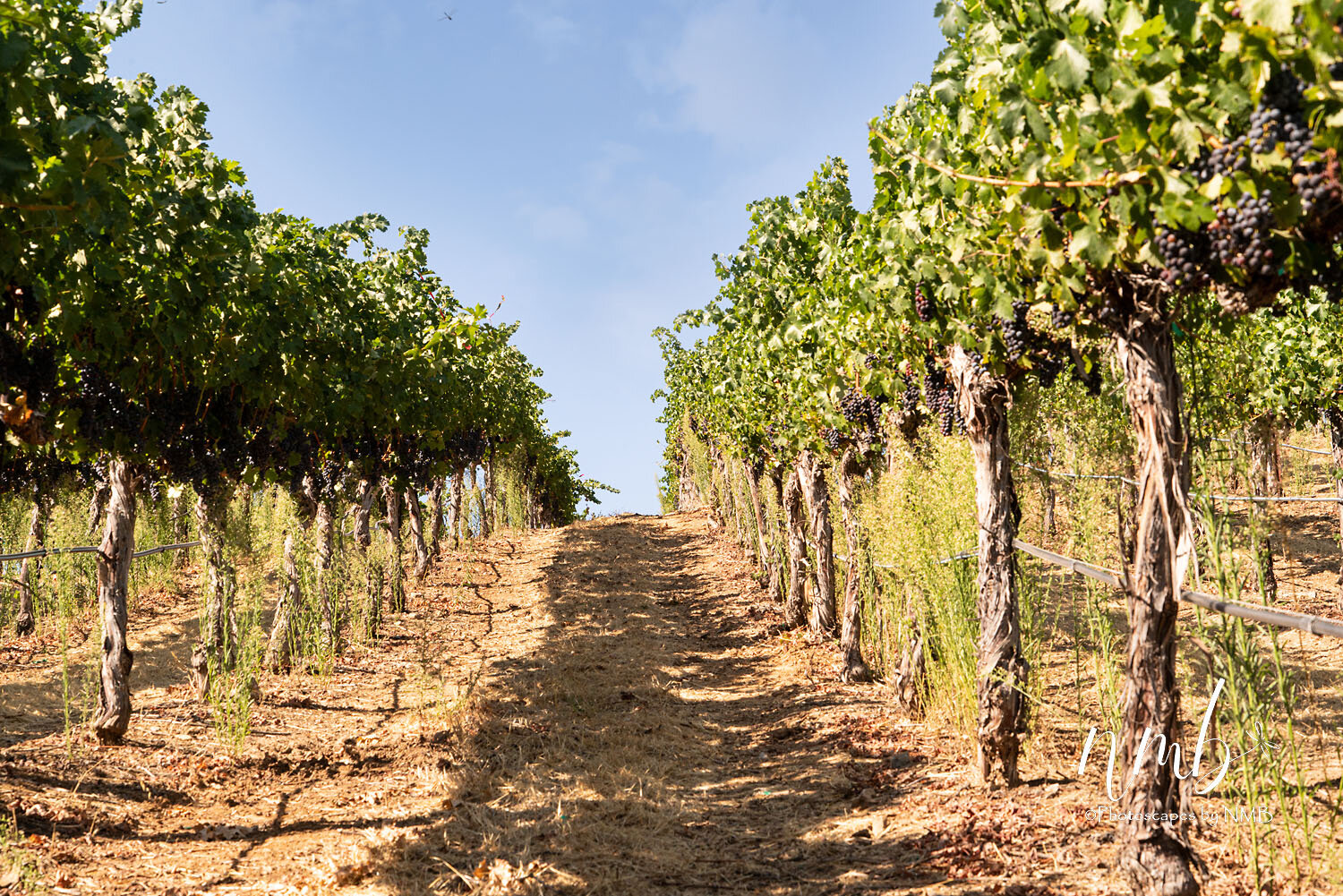 13web_vineyards.jpg