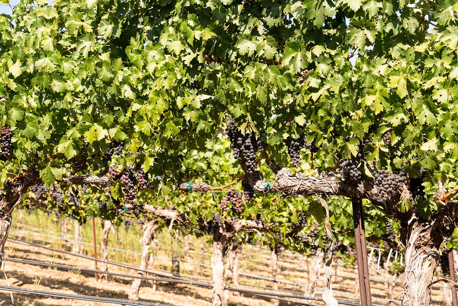 12web_vineyards.jpg