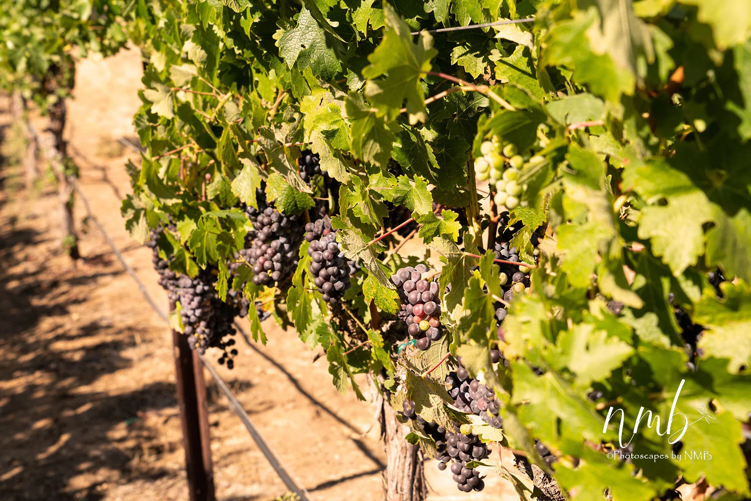 18web_vineyards.jpg