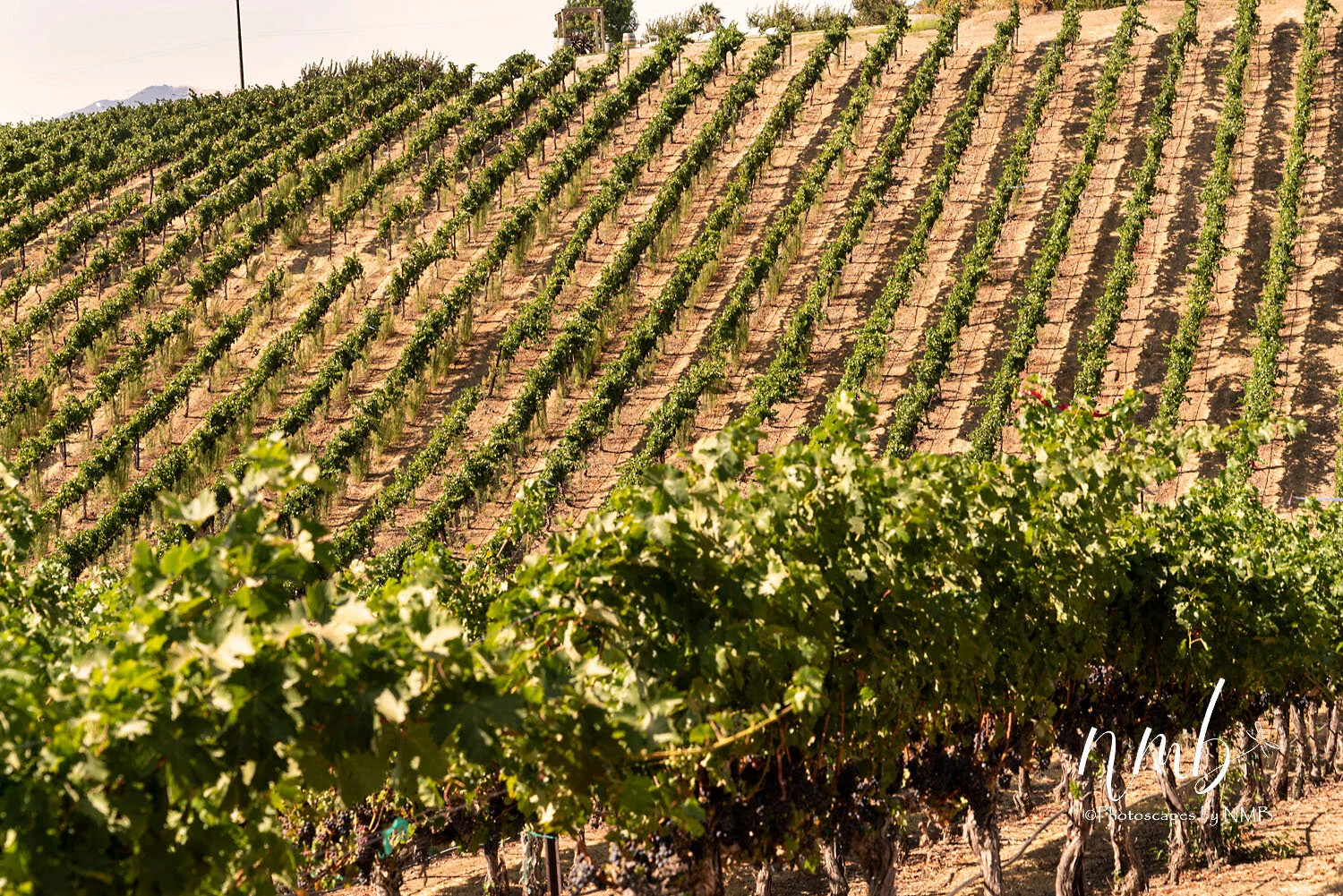 15web_vineyards.jpg