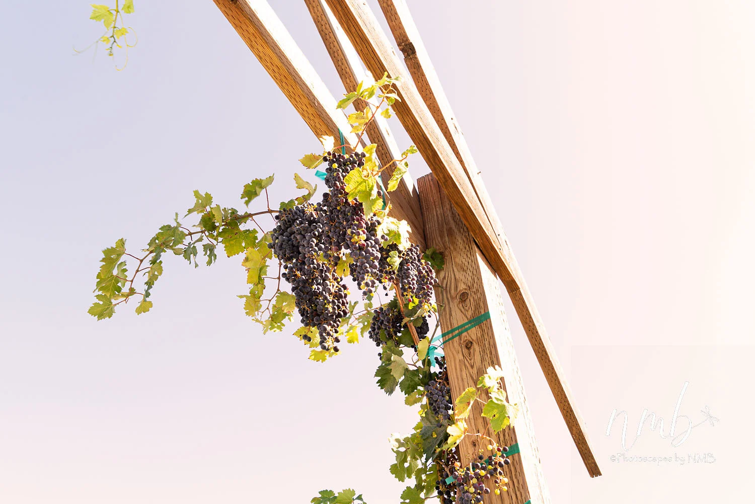 19web_vineyards.jpg