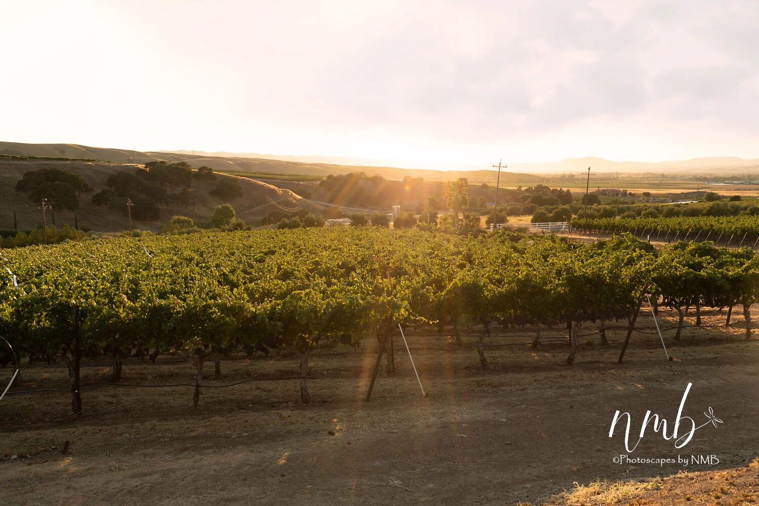 20web_vineyards.jpg