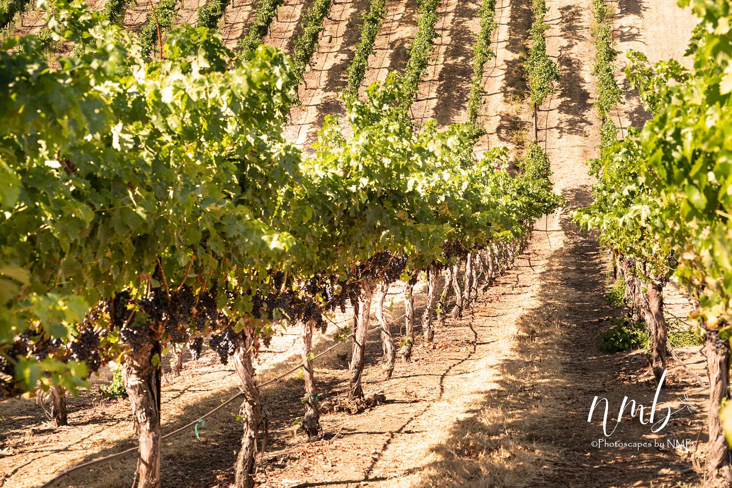 17web_vineyards.jpg