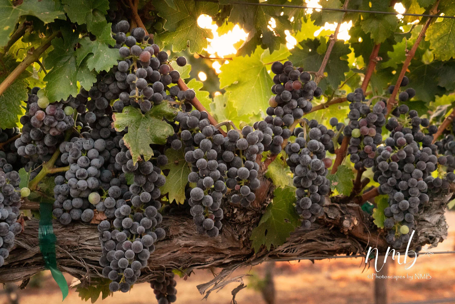 22web_vineyards.jpg
