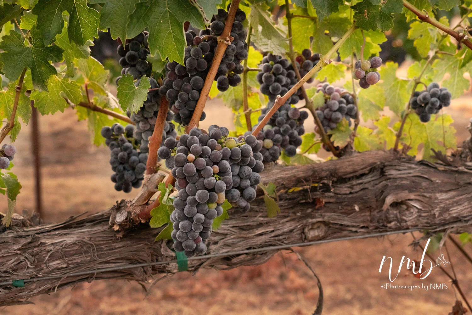 23web_vineyards.jpg